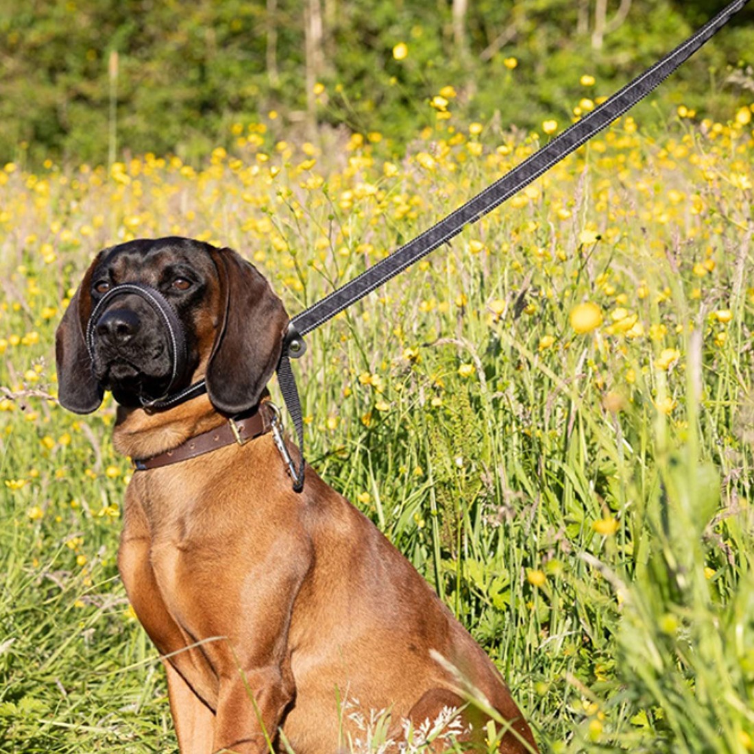 Integrated Anti-Bite Muzzle & Leash For Dogs & Dog Lead And Waste Bag Dispenser