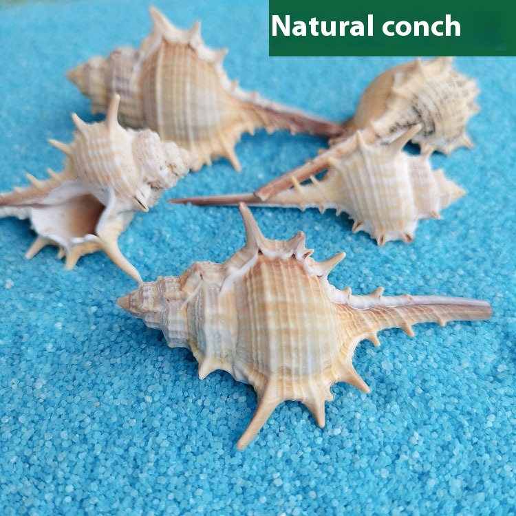 Natural Shell Conch 5-9cm Home Fish Tank Micro Landscape Decoration