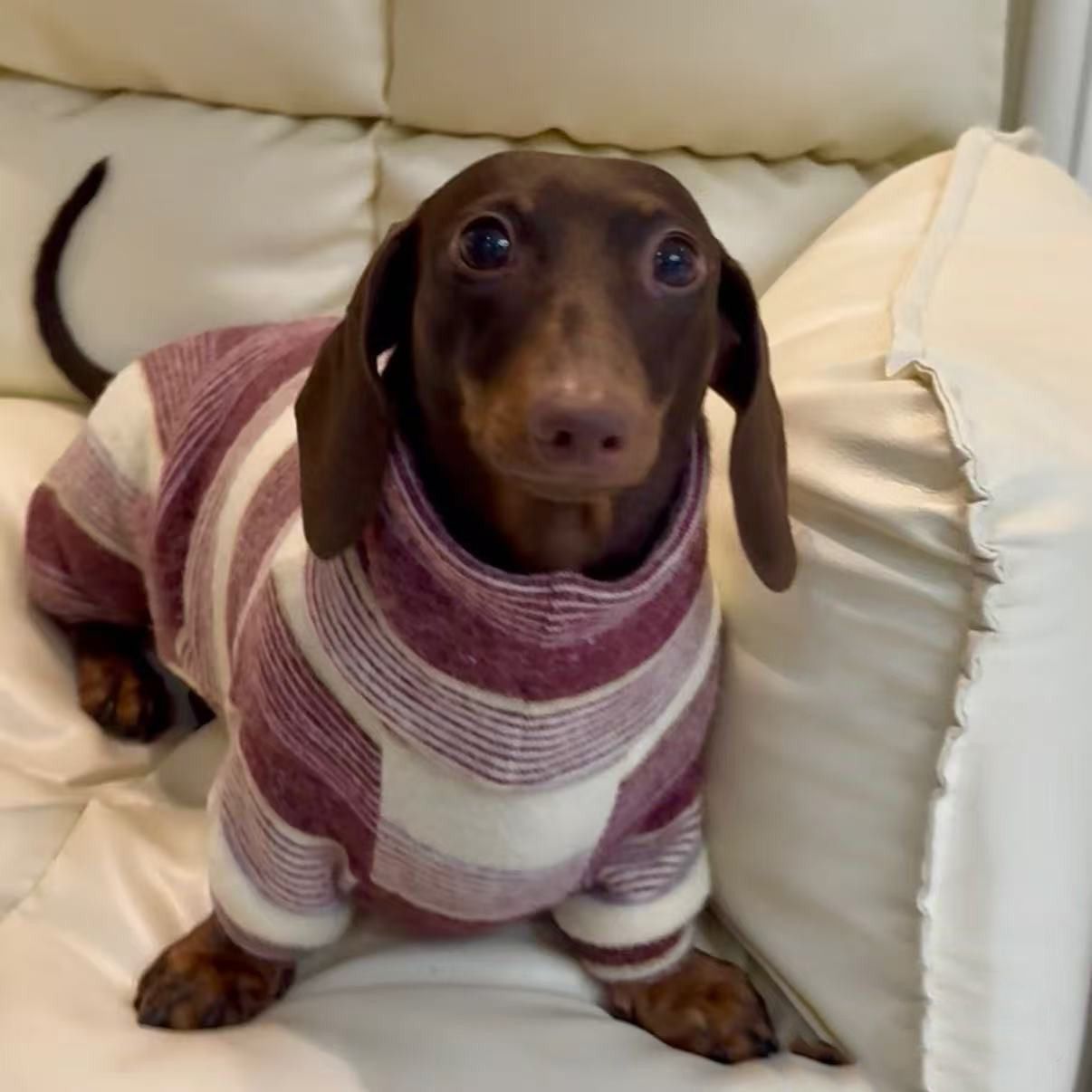 Winter-Proof Dachshund Pet Clothes Autumn And Winter High-Neck Style