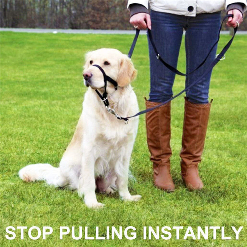 Short-handled Leash For Walking Dogs