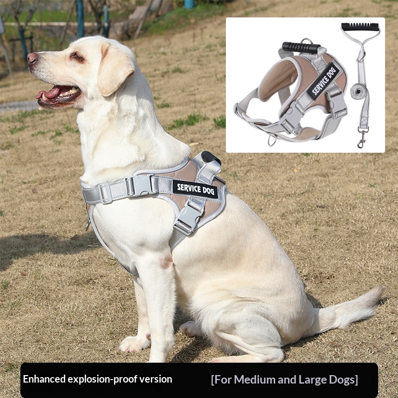 Golden Retriever And Labrador Puppy Harness