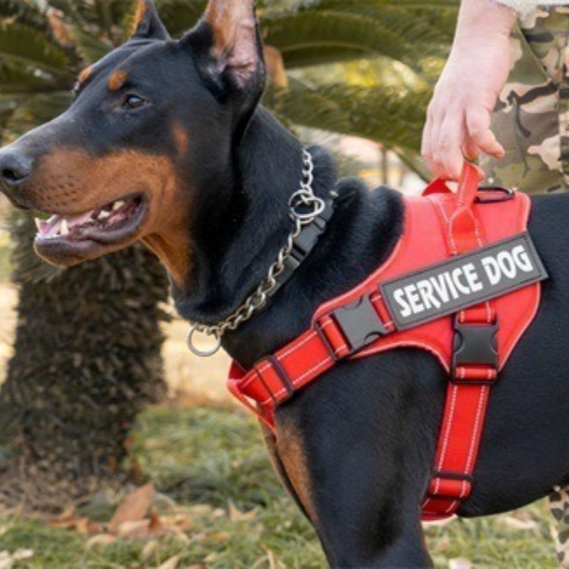 Tactical Dog Leash And Harness