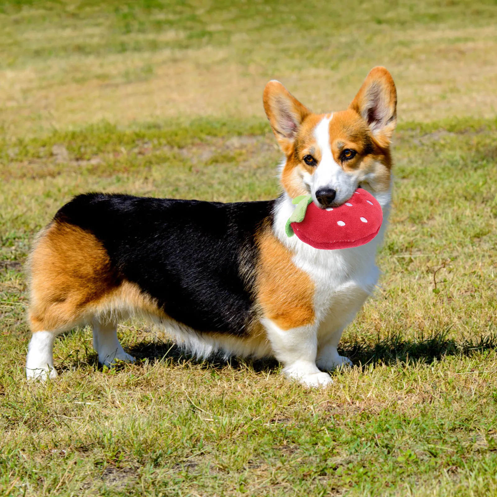 2Pcs Strawberry Squeaky Pet Chew Plaything Red Pink Soft Fruit Shape Dog Cat Sound Entertainment Pet Dog Chew photo 6