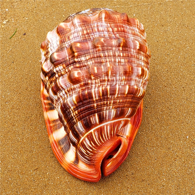 Natural Super Large Wanbao Snail French Snail Large Conch Landscaping photo 1