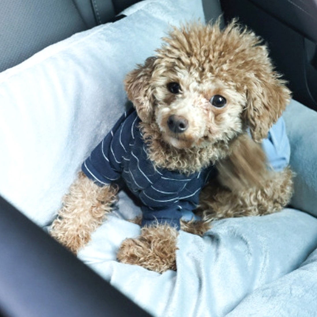Dog Car Booster Seat Soft Plush Travel Bed Washable Pet Car Seat Safety Strap photo 3