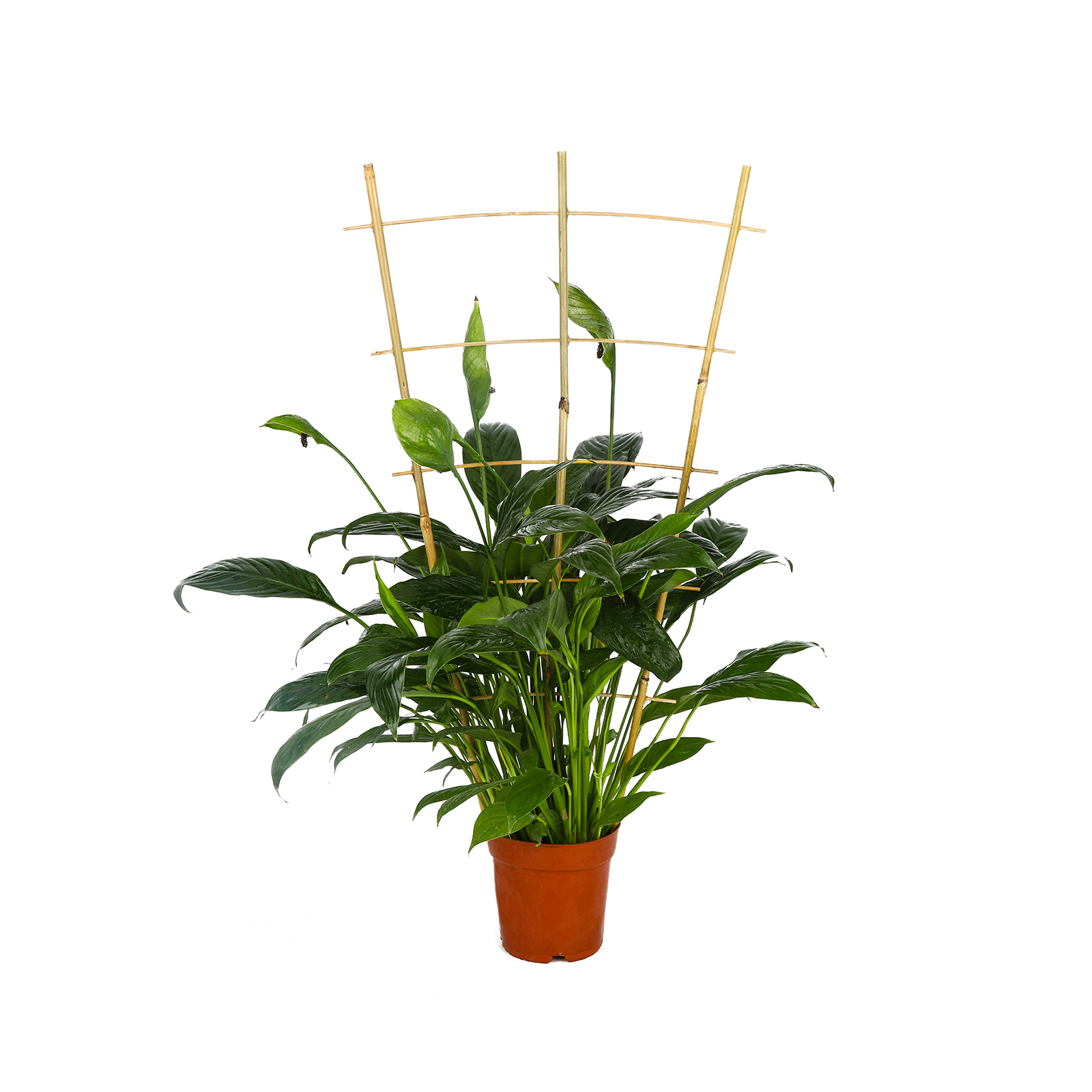 24 Inch Bamboo Garden Trellis , 3 Pack Plant Trellis 2FT For Climbing Plants, Vines, Vegetables, Flowers, Potted Plants, Natural Bamboo Indoor Outdoor Support Self-pickup Only photo 5
