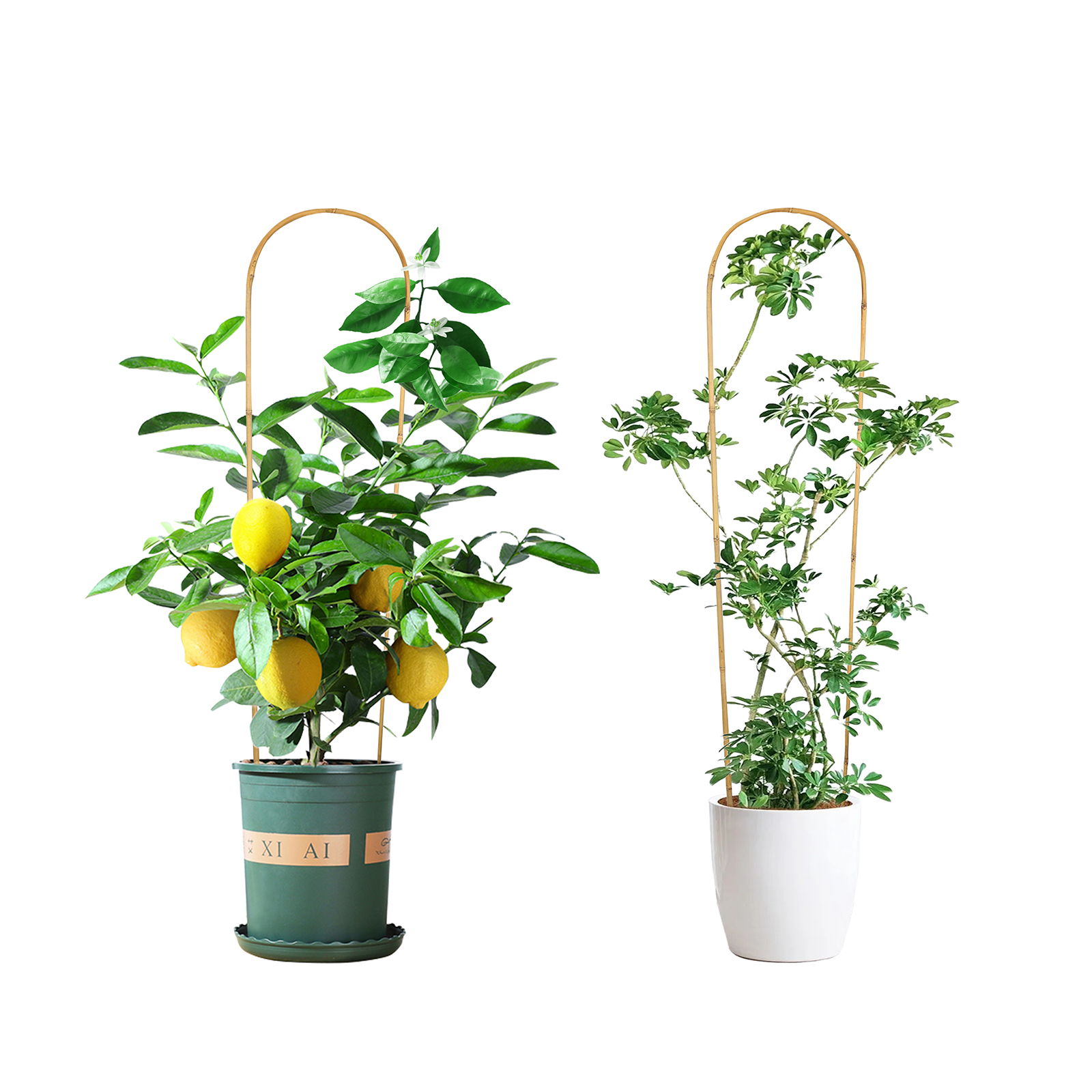 3FT 3pcs Natural U-Hoops Bamboo Trellis U-Shaped Garden Trellis For Climbing Plants, Vines, Ivy, Flowers, And Potted Plants Self-pickup Only photo 5