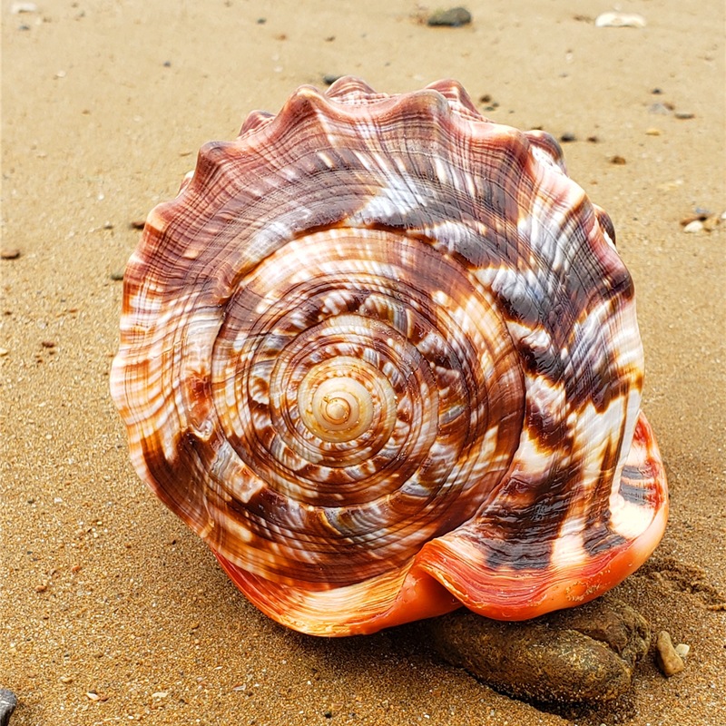 Natural Super Large Wanbao Snail French Snail Large Conch Landscaping photo 4
