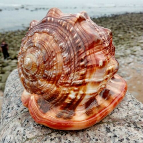 Natural Super Large Wanbao Snail French Snail Large Conch Landscaping photo 2