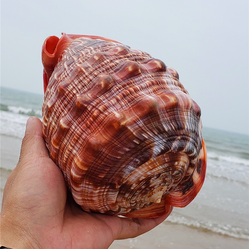 Natural Super Large Wanbao Snail French Snail Large Conch Landscaping photo 3