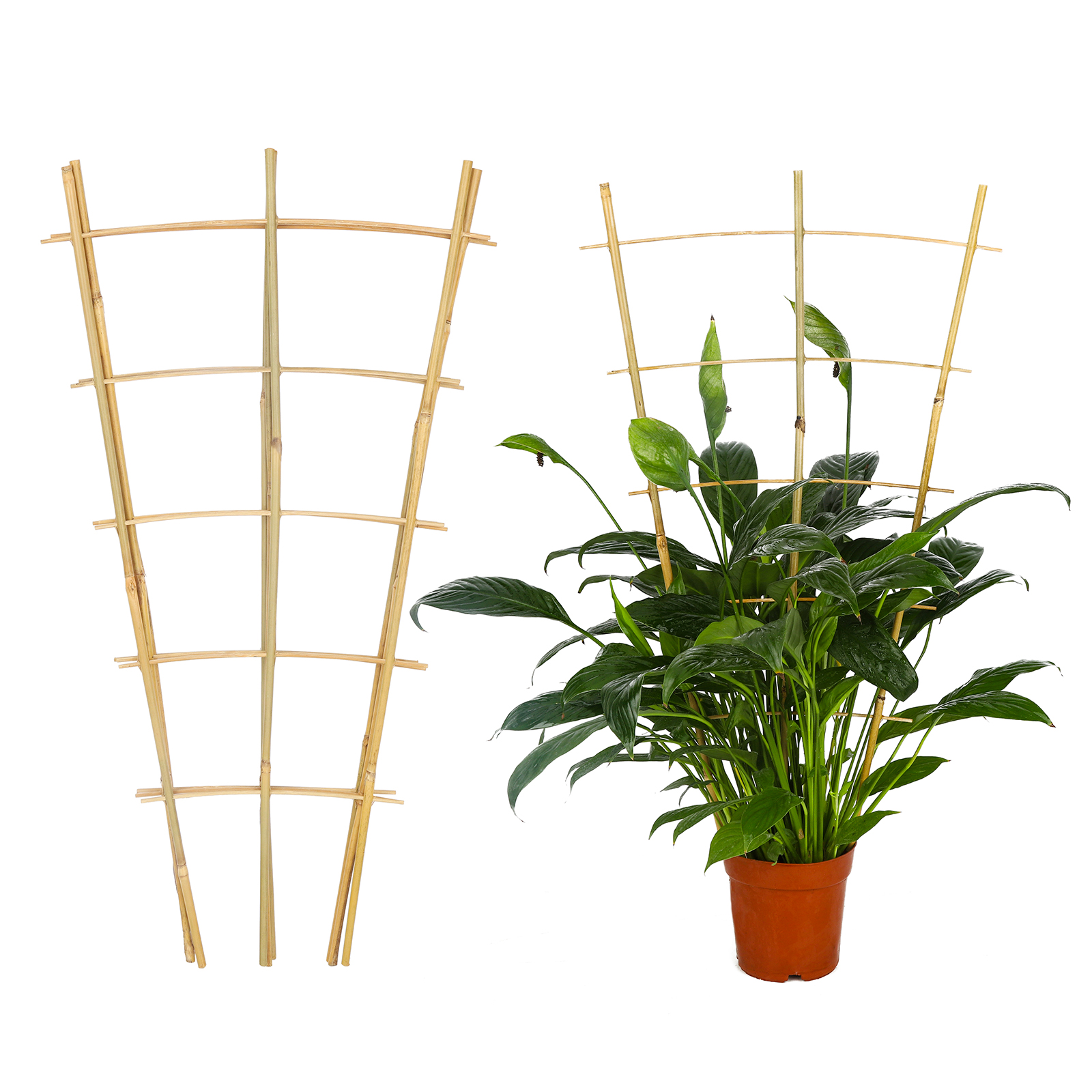 24 Inch Bamboo Garden Trellis , 3 Pack Plant Trellis 2FT For Climbing Plants, Vines, Vegetables, Flowers, Potted Plants, Natural Bamboo Indoor Outdoor Support Self-pickup Only photo 3