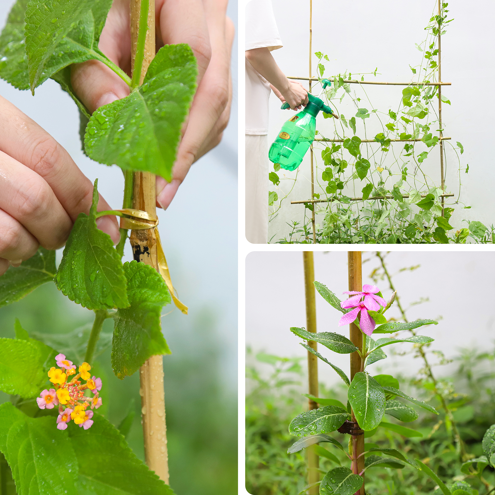 3FT,Diameter 8mm - 10mm Natural Bamboo Plant Stake, Sturdy Bamboo Poles, Durable Plant Bamboo Stake, Garden Climbing Plant Bracket 25pcs. Self-pickup Only photo 4