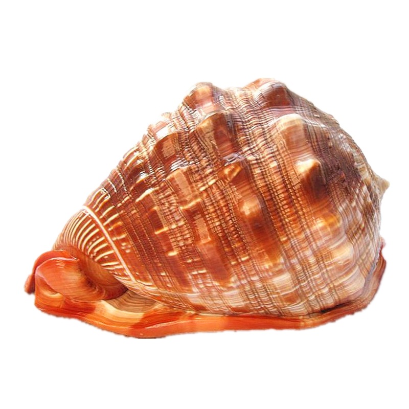 Natural Super Large Wanbao Snail French Snail Large Conch Landscaping photo 5