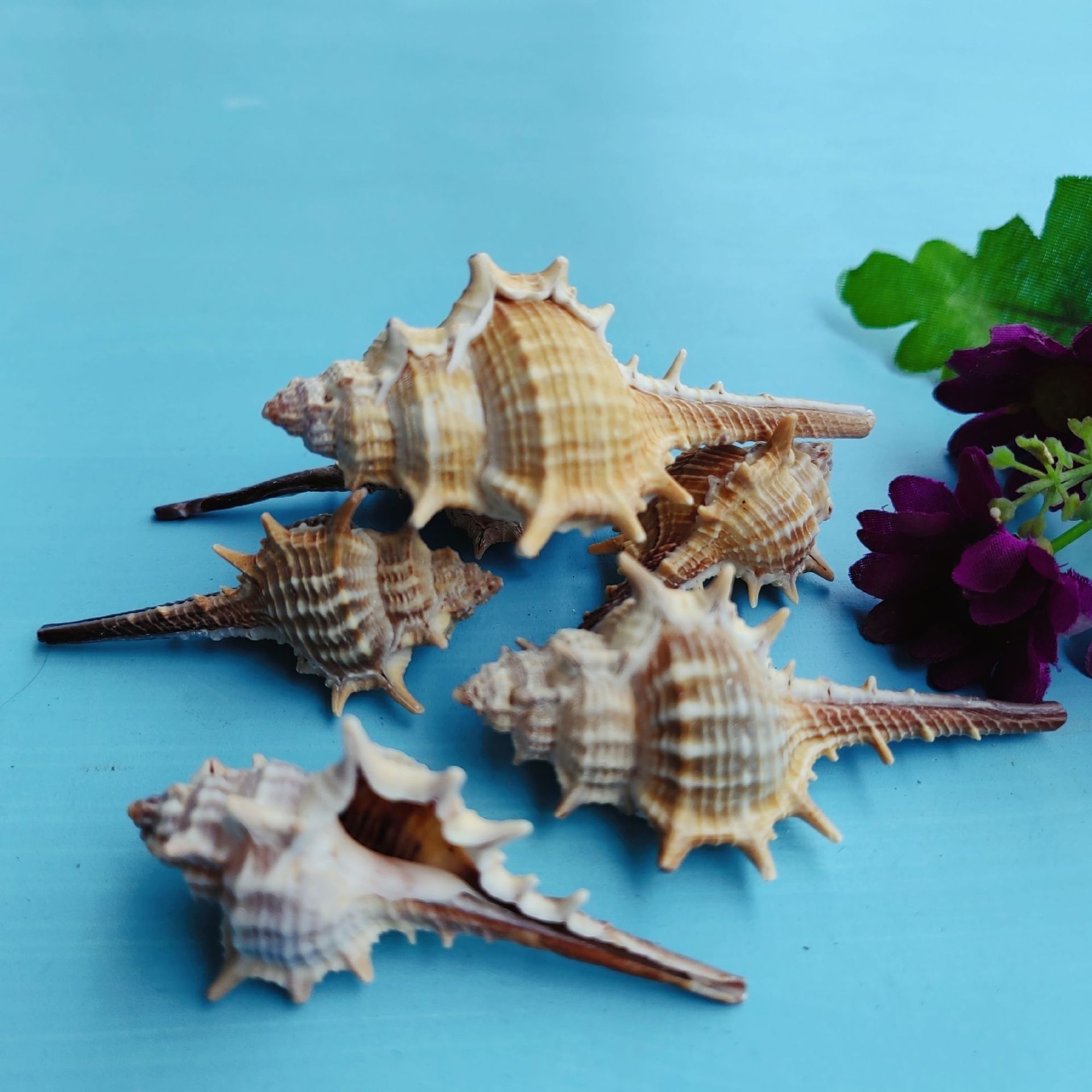 Natural Shell Conch Conch 5-9cm Home Fish Tank Micro Landscape Decoration photo 3