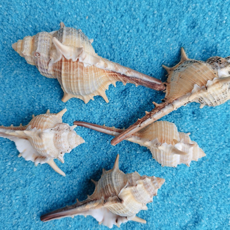Natural Shell Conch Conch 5-9cm Home Fish Tank Micro Landscape Decoration photo 6
