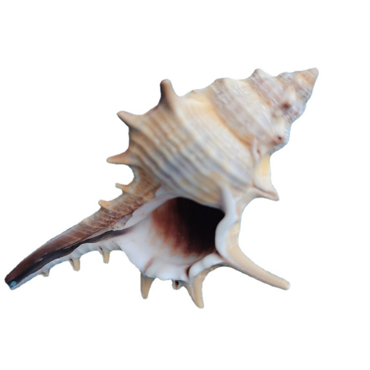 Natural Shell Conch Conch 5-9cm Home Fish Tank Micro Landscape Decoration photo 7