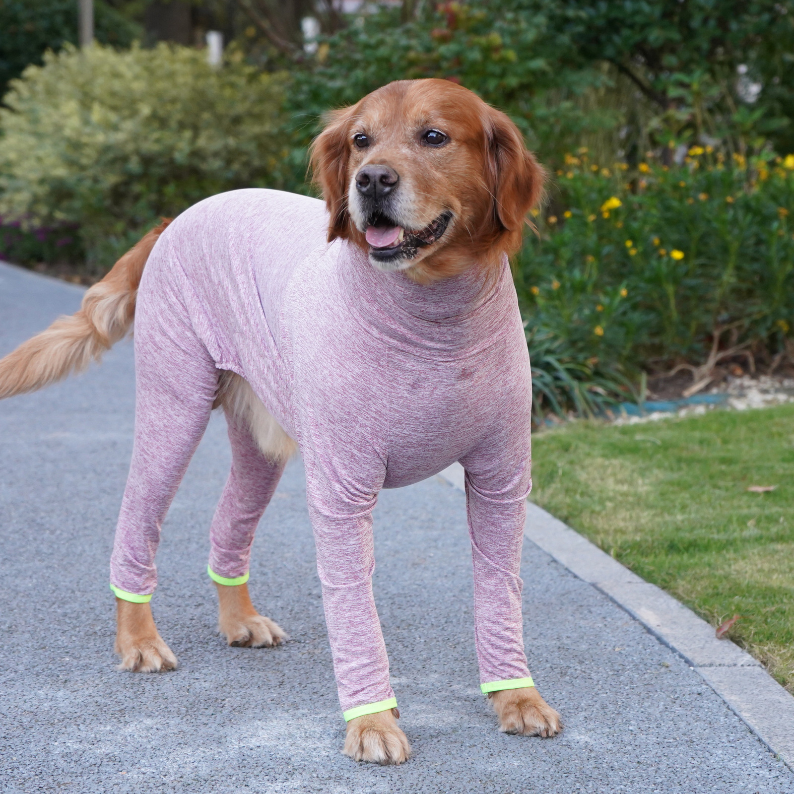 Border Collie And Golden Retriever Large Dog Four-legged Coat That Doesnt Attract Fur photo 3