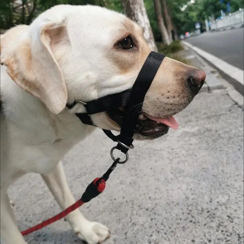 Short-handled Leash For Walking Dogs photo 5