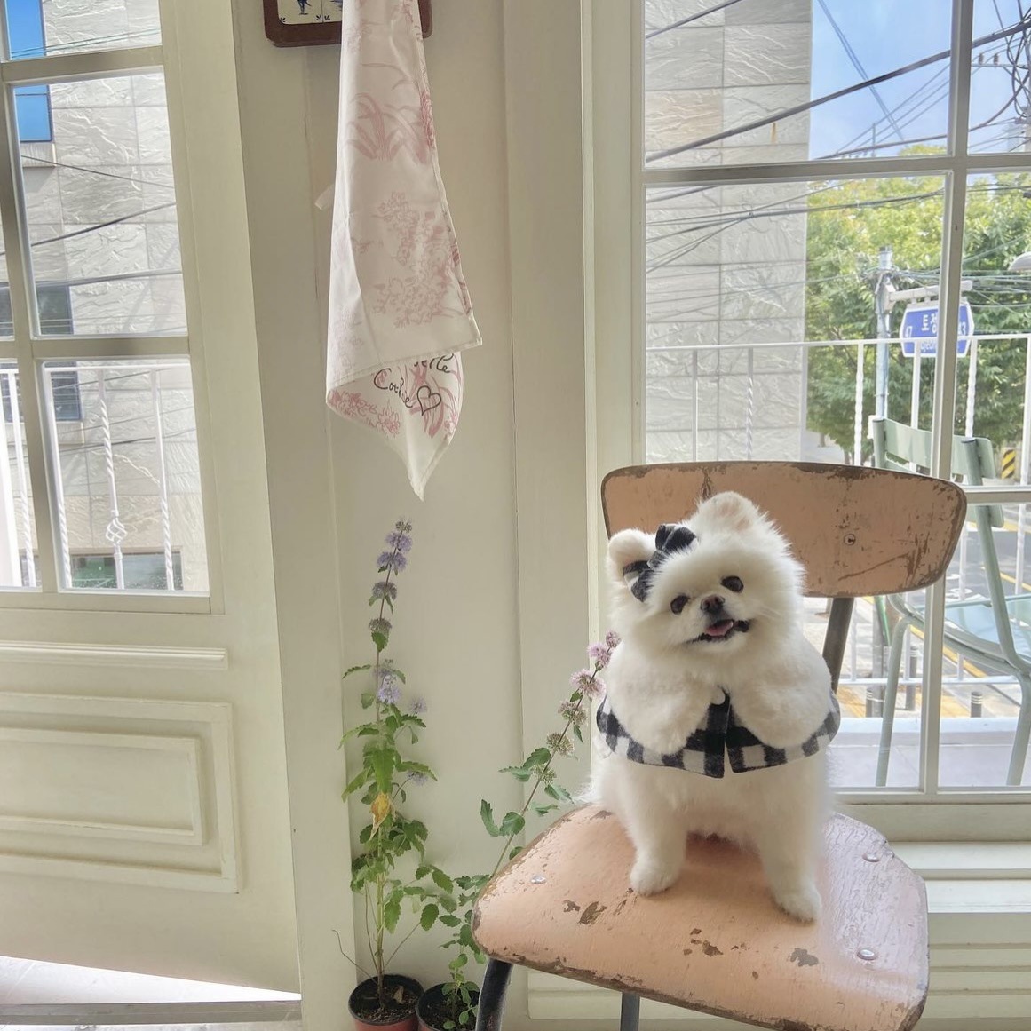 Korean Plaid Pet Cape Scarf And Hat Set photo 3