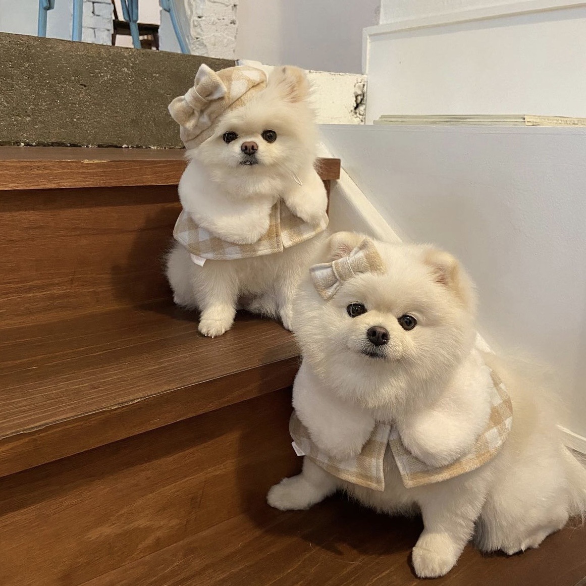 Korean Plaid Pet Cape Scarf And Hat Set photo 6
