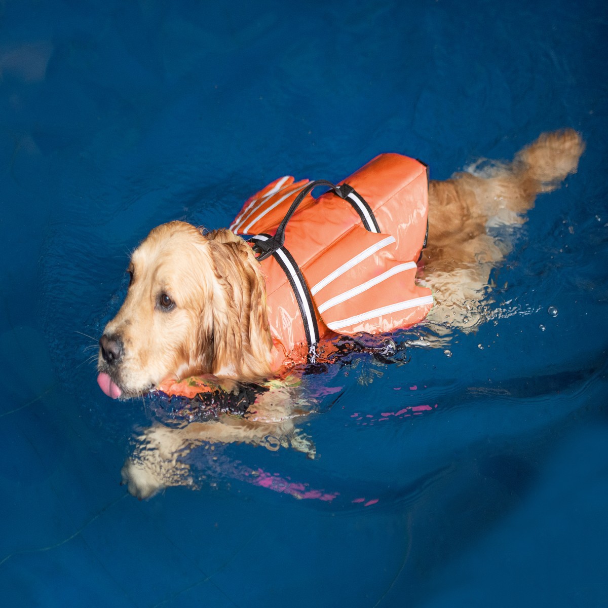 Reflective Outdoor Pet Life Jacket Dog Clothes photo 1