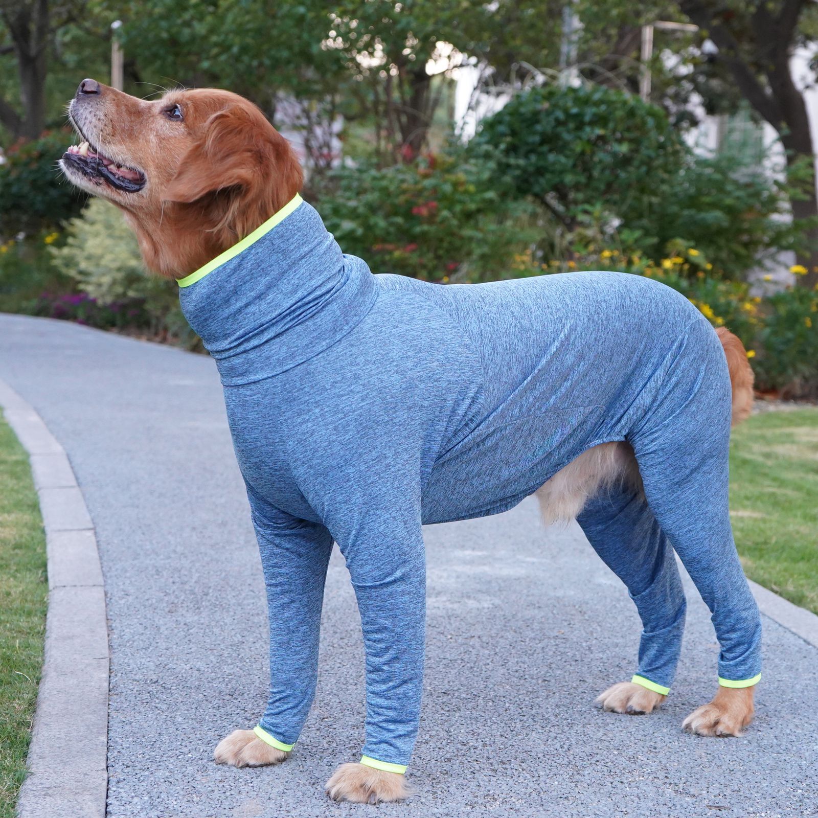 Border Collie And Golden Retriever Large Dog Four-legged Coat That Doesnt Attract Fur photo 1