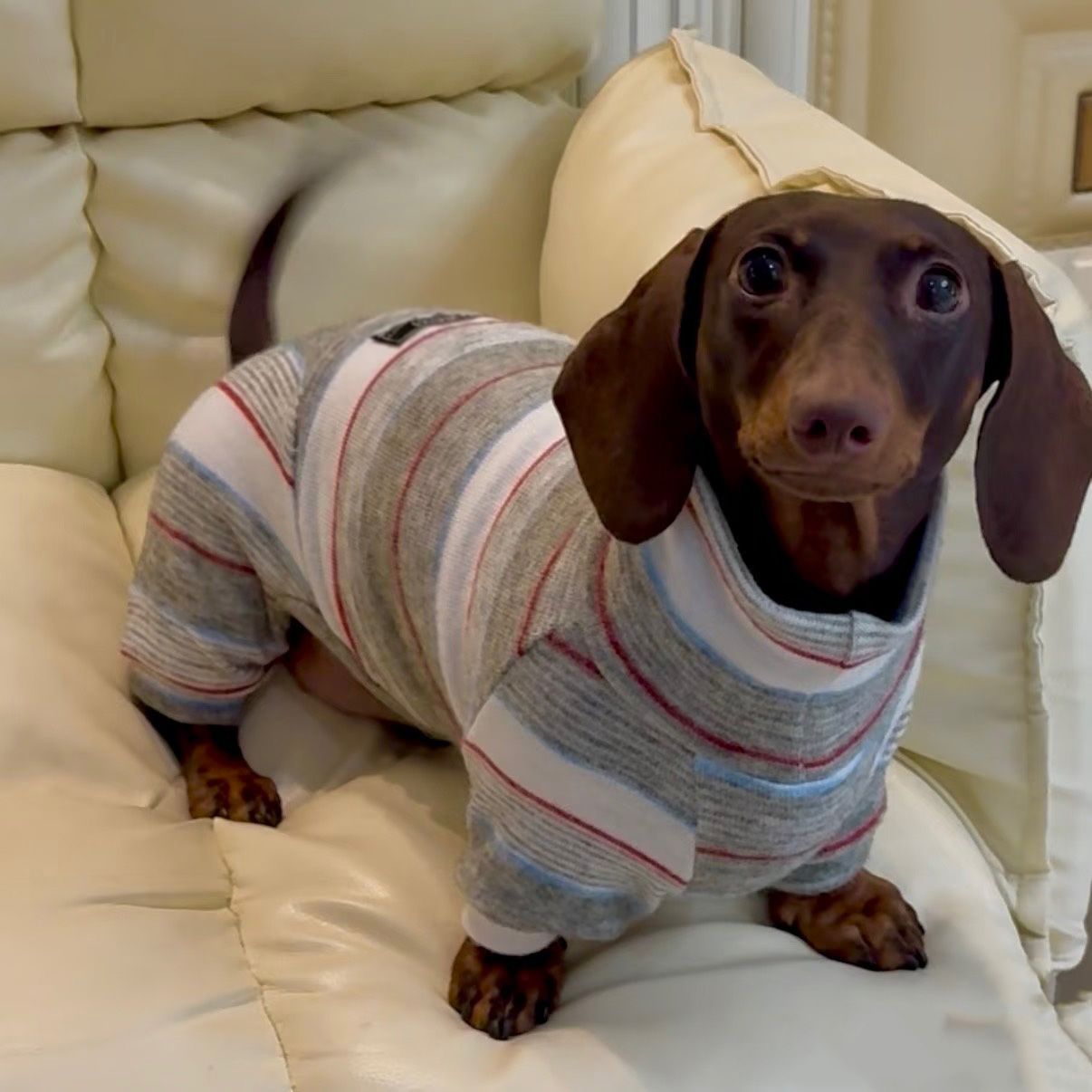 Winter-Proof Dachshund Pet Clothes Autumn And Winter High-Neck Style photo 2