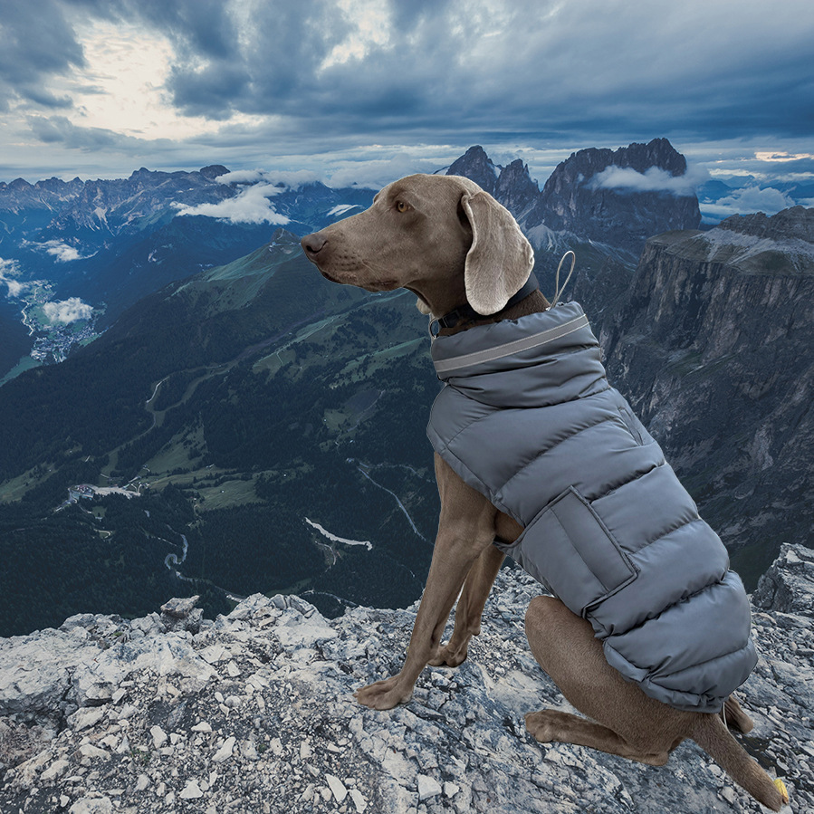 Winter Cotton Padded Pet Clothes photo 2