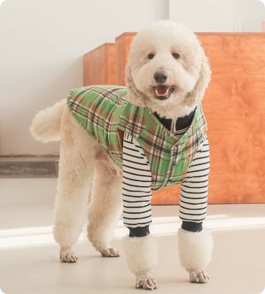Thermal Protection Labrador Golden Retriever Samoyed Premium Pet Clothing photo 4