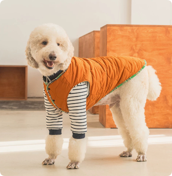 Thermal Protection Labrador Golden Retriever Samoyed Premium Pet Clothing photo 5