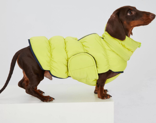 Schnauzer Autumnwinter Waterproof Thickened Warm Vest photo 4