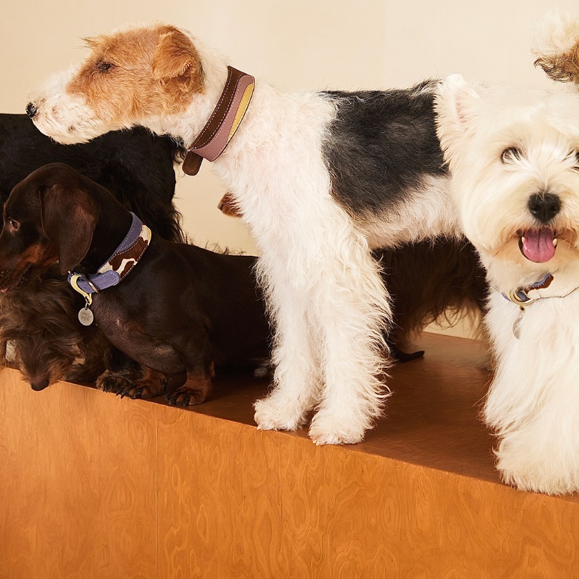 Pet Multi-color Cowhide Collar Universal Fit photo 1