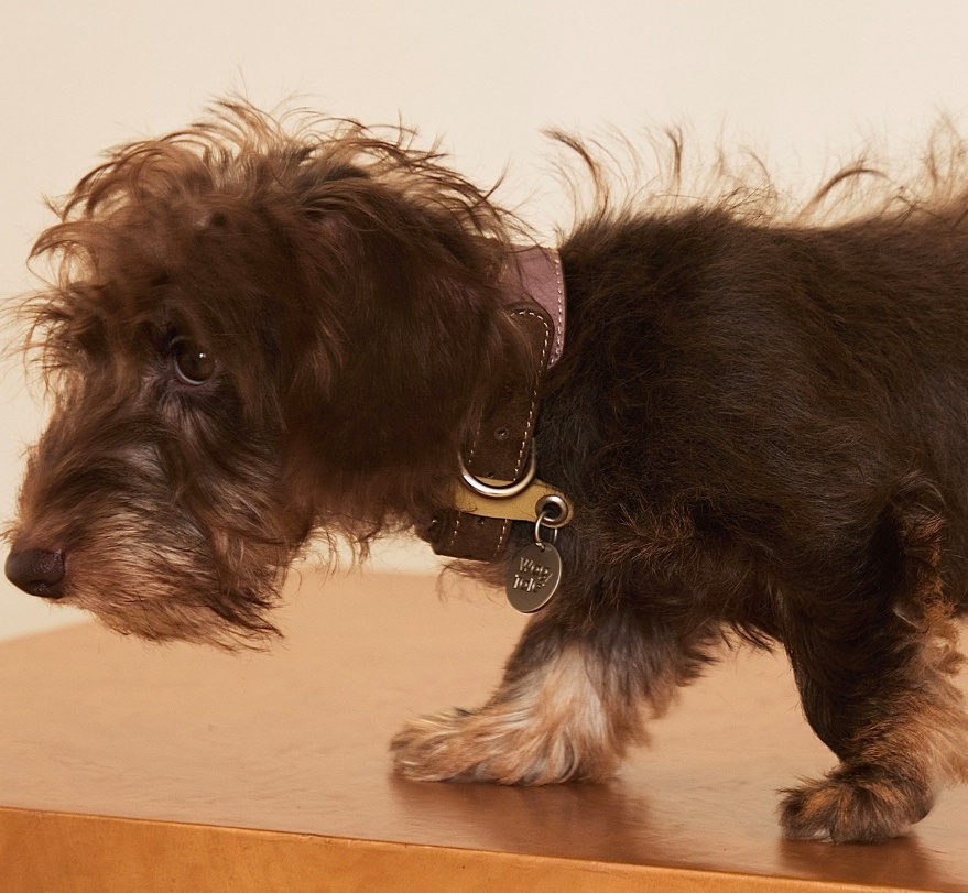 Pet Multi-color Cowhide Collar Universal Fit photo 2